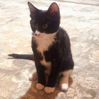 گربه نر ۴ ماهه|گربه|همدان, |دیوار