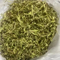 آویشن کوهی