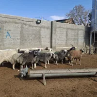 بره ماده افشار کبود روزگاری بره قوچ بزغاله نربز|حیوانات مزرعه|رودهن, |دیوار