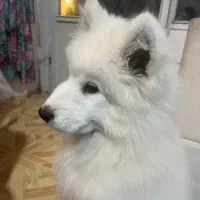 سگ سامویید ۳ماهه