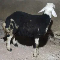 قوچ بره قوچ