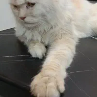 گربه ماده اسکاتیش لانگ هایر|گربه|پردیس, فاز ۸|دیوار