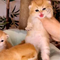 گربه اسکاتیش خوش رنگ
