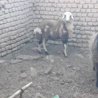 گوسفند بره درحیوانات