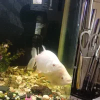 پیرانا گوشت خوار|ماهی|ماهدشت, |دیوار