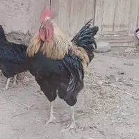 خروس|حیوانات مزرعه|تربتحیدریه, منظر|دیوار