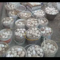 تخم اردک نطفه دار ضمانتی.دستگاه جوجه کشی