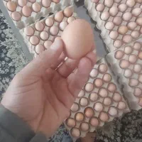 فروش تخم مرغ ارگانیک محلی