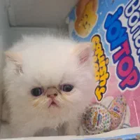 گربه بریتیش ردپوینت چشم ابی اصیل صورت فلت