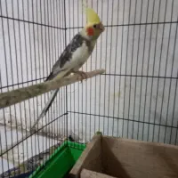 عروس هلندی سخنگو