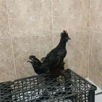 جوجه مرغ پنج ماهه نژاد دار