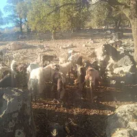 25عدد کهره دونه 5و پانصد