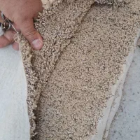 موکت پالاز ۹متری|موکت|بروجرد, |دیوار