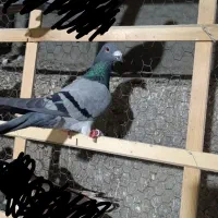 گرفتنی پرشی|پرنده|الوند, |دیوار