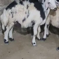 بره قوچ