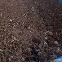 کود گوسفندی پخته محدوده اسپیران صوفیان باغمعروف