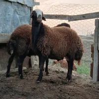 یک‌عددبره‌قوچ