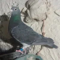 کبوتر پلاکی.