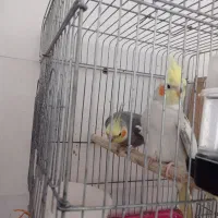 عروس هلندی مولد|پرنده|میناب, |دیوار