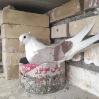 کبوتر دوبالی و شازده|پرنده|شهمیرزاد, |دیوار