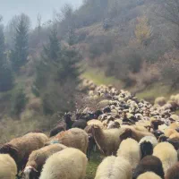 گوسفند نژاد دار آبستن(بالاترین کیفیت)