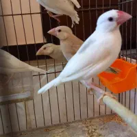 فنچ نرگسی زیبا سالم خوشگل