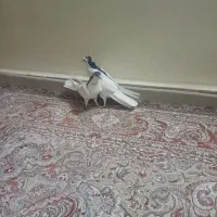 کبوتردمگیر یاسیاه پشت|پرنده|خمینی‌شهر, |دیوار