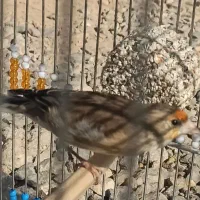 دو عدد سهره قناری|پرنده|شاهین‌شهر, شهرک ردانی پور|دیوار