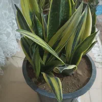 گل آپارتمانی|گل و گیاه طبیعی|محلات, |دیوار