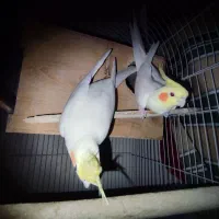 عروس هلندی|پرنده|جم, |دیوار