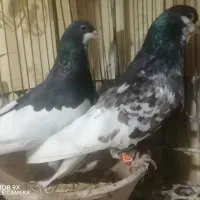 کبوتر رنگی ..شهری یال سیاه گلدار