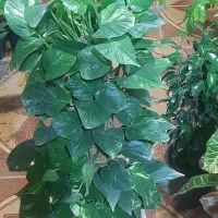 گلفروشی ارش