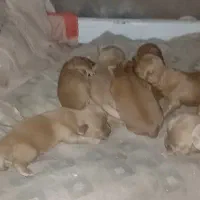 شیدزو|سگ|سبزوار, میدان بار|دیوار