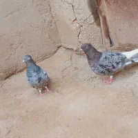 کبوتر رنگی دم سفید|پرنده|کارون, |دیوار