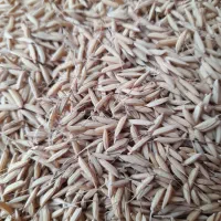 تخم جو اصلاح شده هاشمی