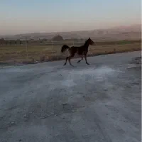 کره نریان کرد