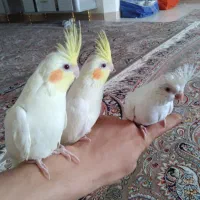عروس هلندی|پرنده|قزوین, |دیوار