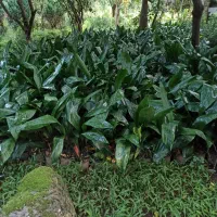 عبایی.یاس هلندی.شمشاد پیوندی