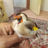 سهره رسمی|پرنده|شیروان (خراسان), |دیوار