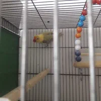 جوجه کوتوله و ماده پاربلو