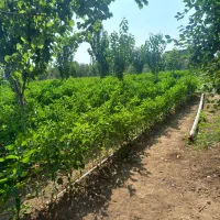 استخدام