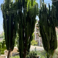 کاکتوس افوربیا ۶۰شاخه ارتفاع ۱۶۰به بالا|گل و گیاه طبیعی|تهران, پاسداران|دیوار