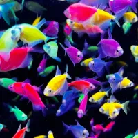 معاوضه ماهی با عروس هلندی