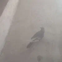 کبوتر میناسیاه|پرنده|هامون, |دیوار