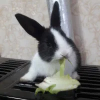 خرگوش ۱ماهه|موش و خرگوش|تبریز, |دیوار