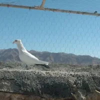 کفتر فروشی|پرنده|قائن, |دیوار