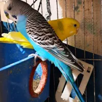 دوجفت مرغ عشق