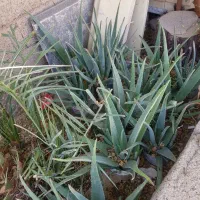 فروش الوئه ورا