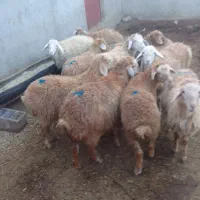 توغلی نروماده