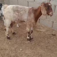 بز‌بزغاله‌دار